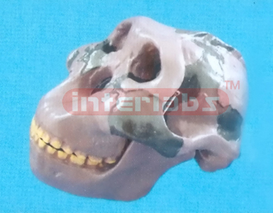 OLDUVAI MAN SKULL